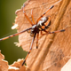 Una araña viuda negra